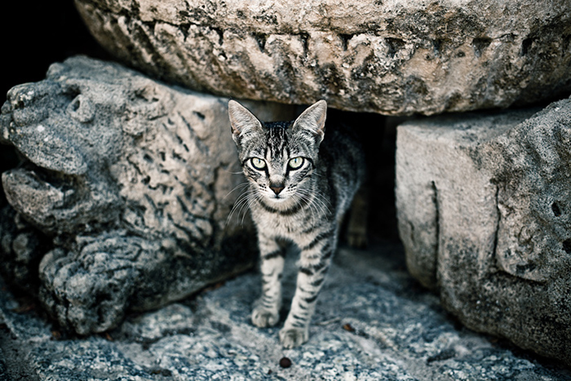 Biel Grimalt - PERSONAL - CATS