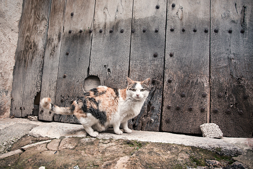 Biel Grimalt - PERSONAL - CATS